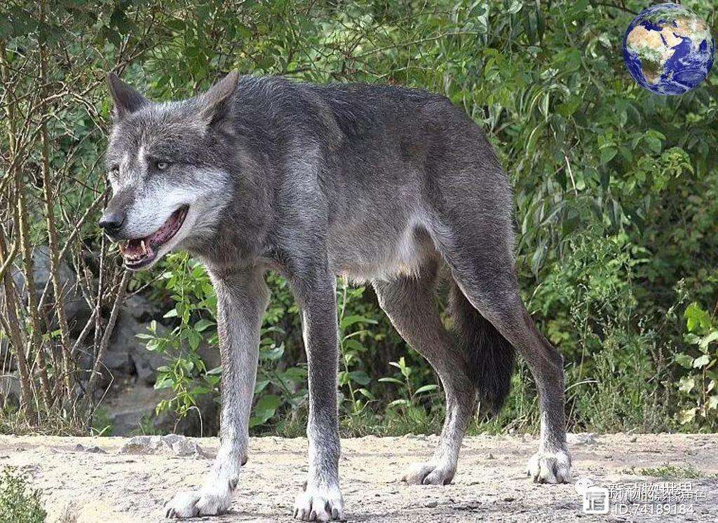 CBA常规赛赛后走向成谜；明尼苏达森林狼手感冰凉；赛场秩序良好；控场能力受关注(cba今日篮球推荐预测)